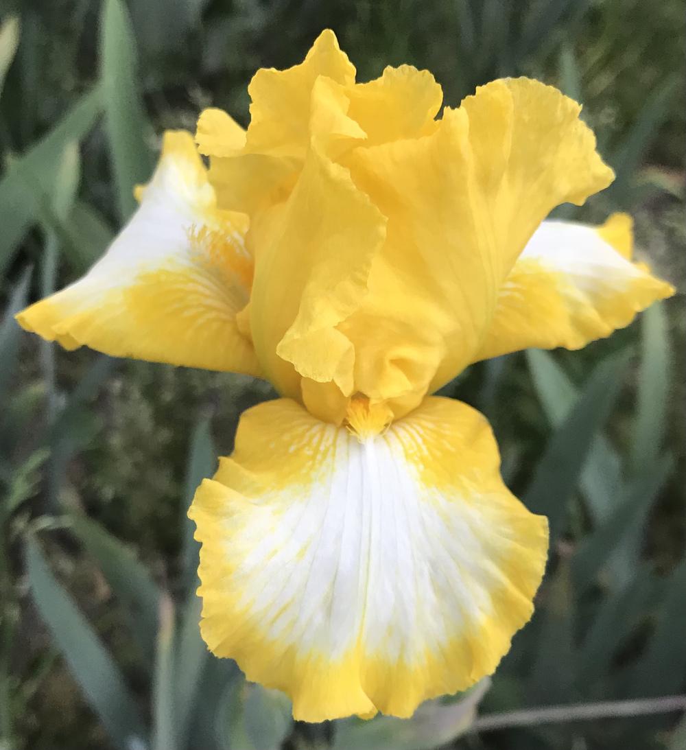 Photo of Intermediate Bearded Iris (Iris 'Bottled Sunshine') uploaded by Lbsmitty