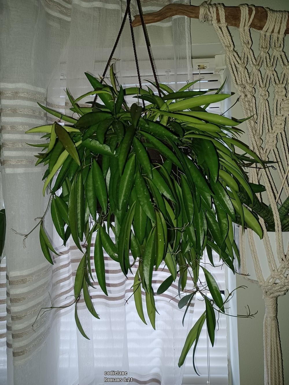 Photo of Wax Plant (Hoya wayetii) uploaded by codielane