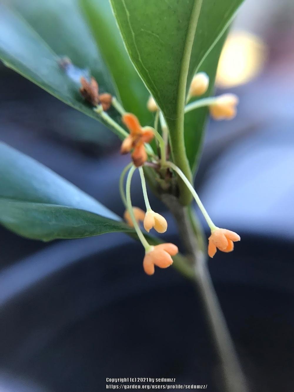 Photo of Orange-Flowered Tea Olive (Osmanthus fragrans var. aurantiacus) uploaded by sedumzz