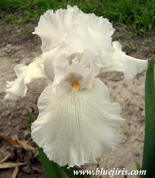 Photo of Tall Bearded Iris (Iris 'Carte Blanche') uploaded by Joy