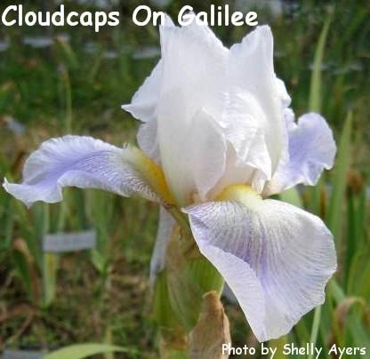 Photo of Tall Bearded Iris (Iris 'Cloudcaps on Galilee') uploaded by Joy