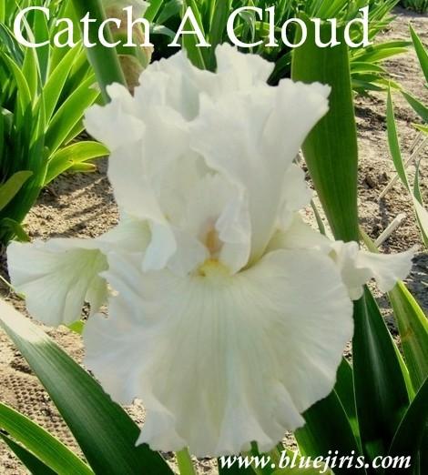 Photo of Tall Bearded Iris (Iris 'Catch a Cloud') uploaded by Joy