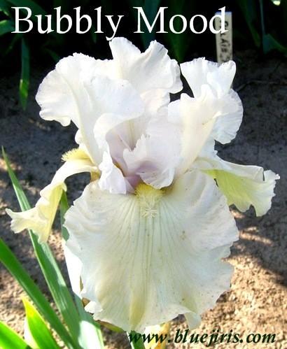 Photo of Tall Bearded Iris (Iris 'Bubbly Mood') uploaded by Joy