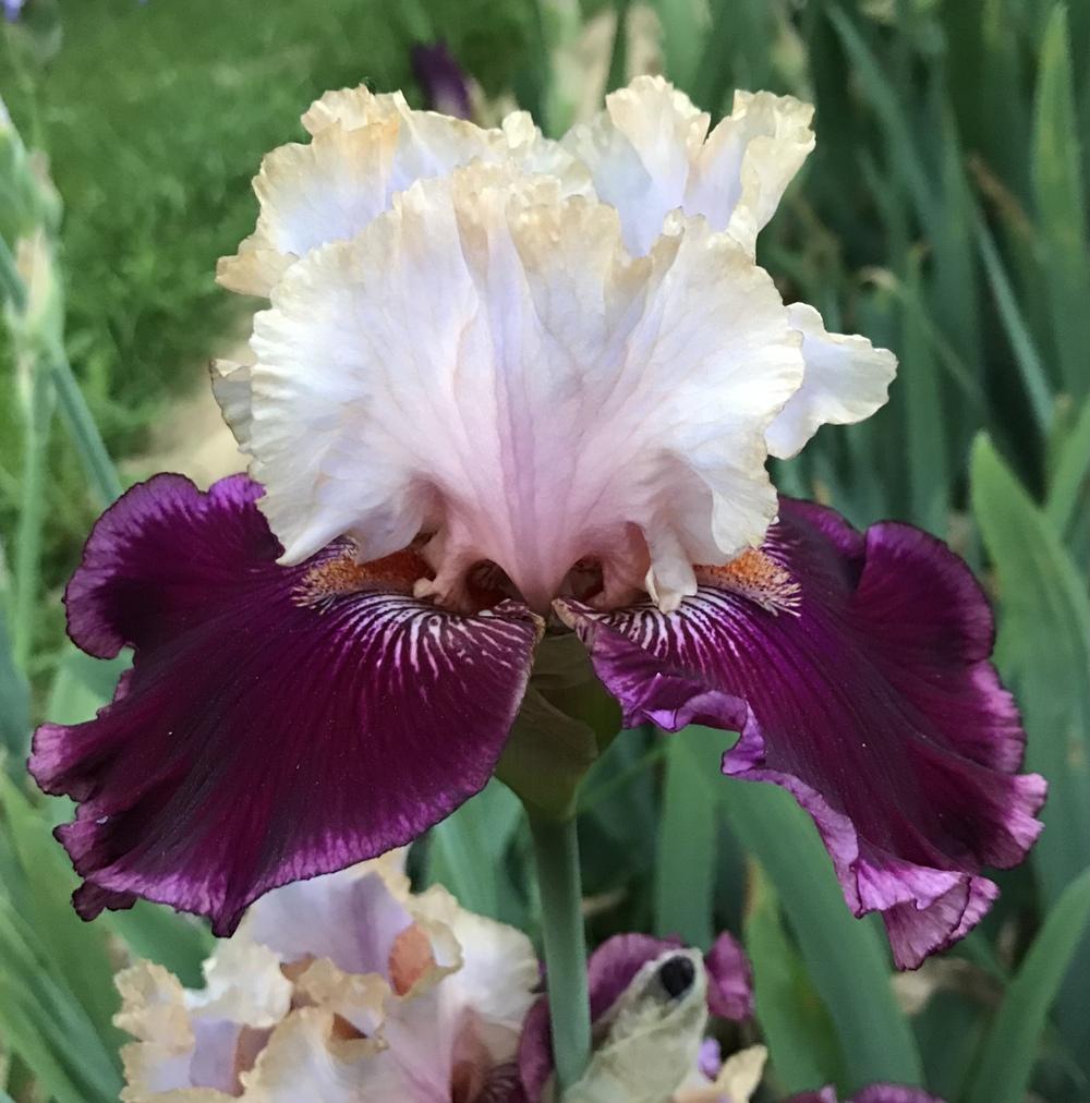 Photo of Tall Bearded Iris (Iris 'Vanilla Berry') uploaded by Lbsmitty