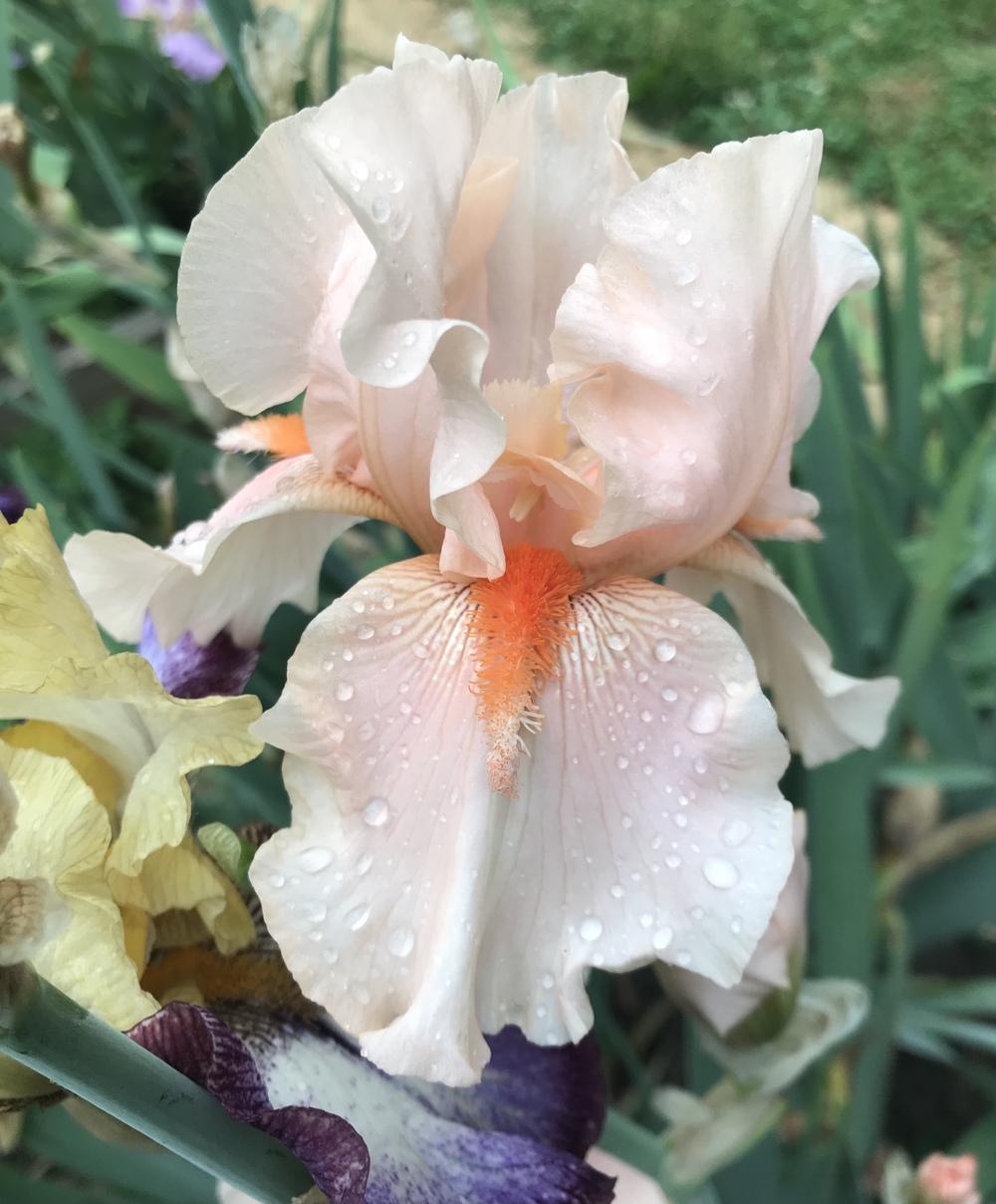 Photo of Tall Bearded Iris (Iris 'Coral Point') uploaded by Lbsmitty