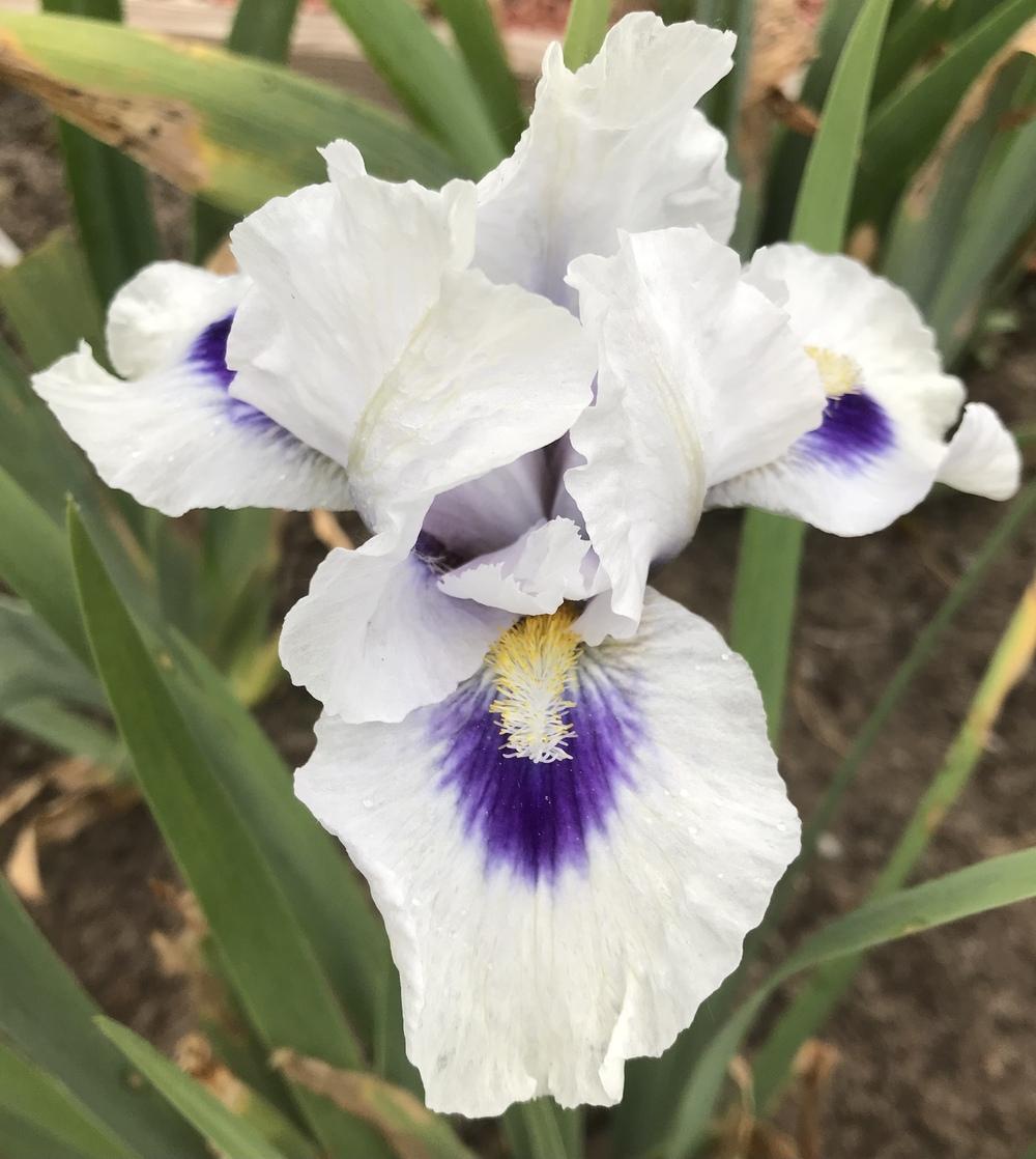 Photo of Arilbred Iris (Iris 'Desert Snow') uploaded by Lbsmitty