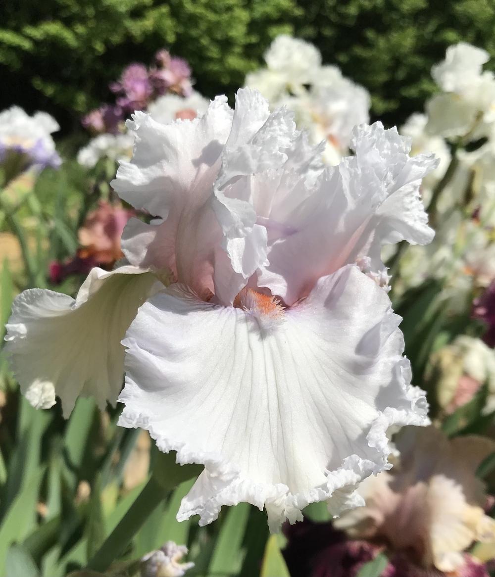 Photo of Tall Bearded Iris (Iris 'Strawberry Frosting') uploaded by Lbsmitty