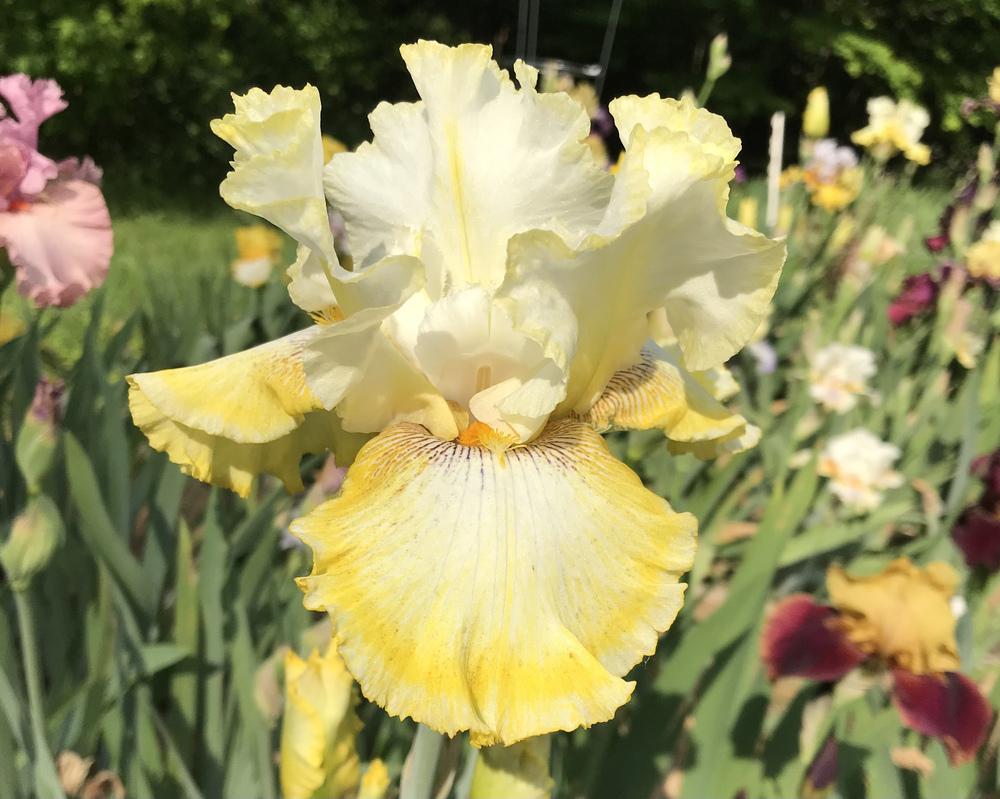 Photo of Tall Bearded Iris (Iris 'Double Ringer') uploaded by Lbsmitty