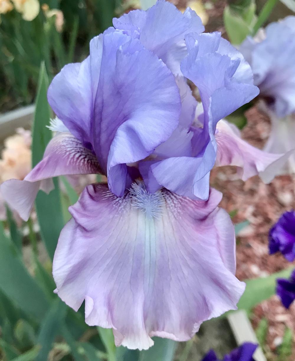 Photo of Tall Bearded Iris (Iris 'New Face') uploaded by Lbsmitty