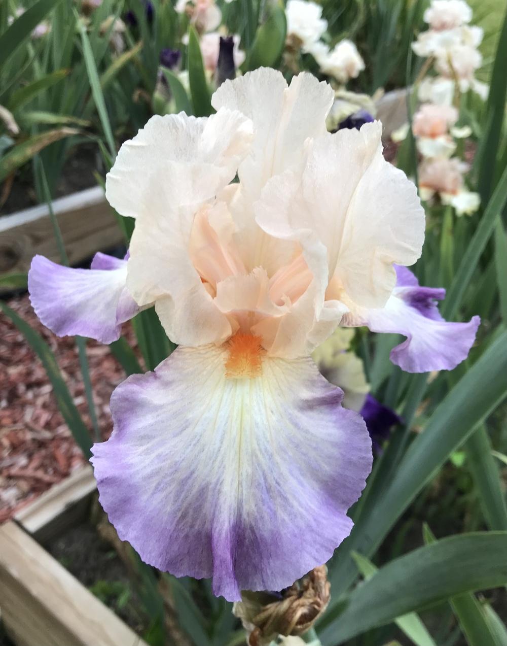 Photo of Tall Bearded Iris (Iris 'Planned Treasure') uploaded by Lbsmitty