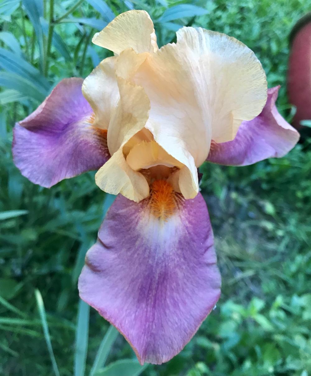 Photo of Tall Bearded Iris (Iris 'Adobe Rose') uploaded by Lbsmitty