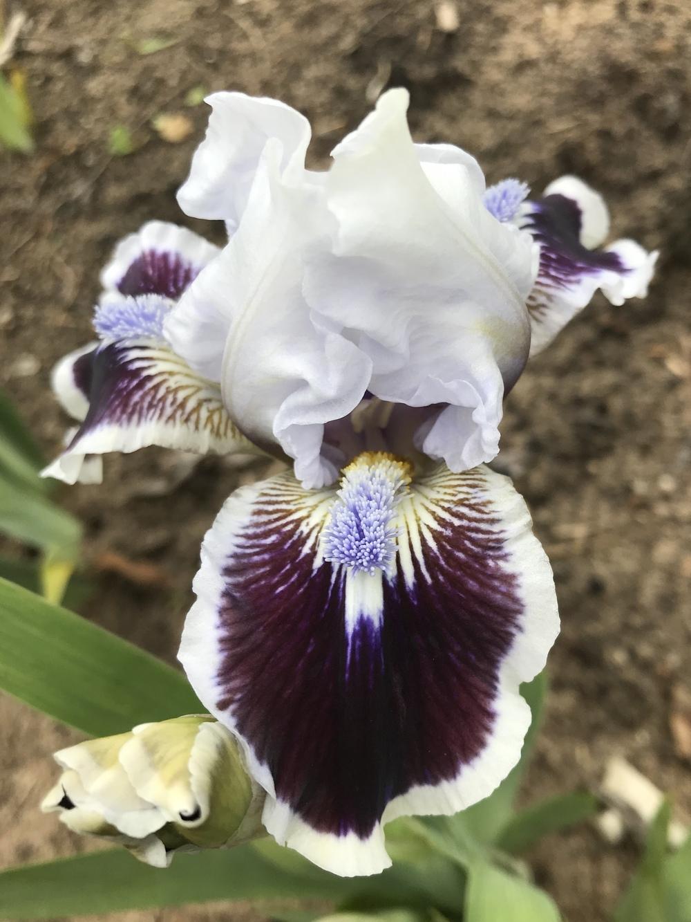 Photo of Standard Dwarf Bearded Iris (Iris 'Puddy Tat') uploaded by Lbsmitty