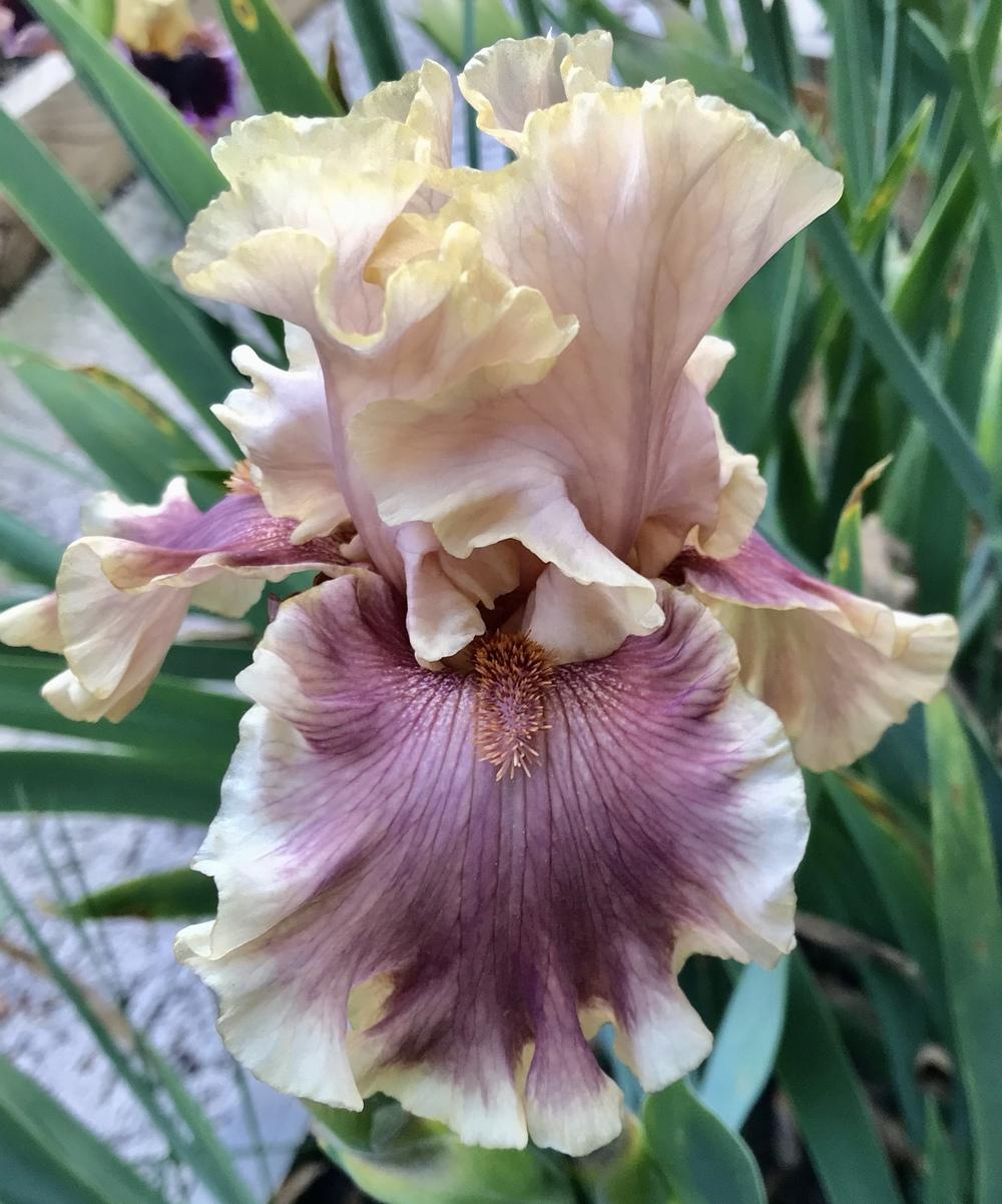 Photo of Tall Bearded Iris (Iris 'Painted Words') uploaded by Lbsmitty