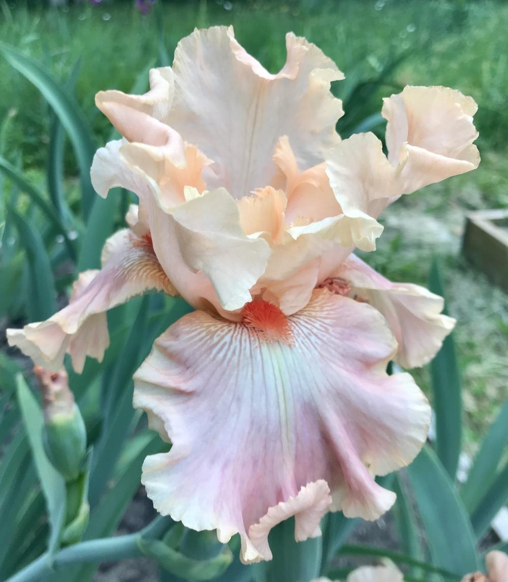 Photo of Tall Bearded Iris (Iris 'Cheyenne Sky') uploaded by Lbsmitty