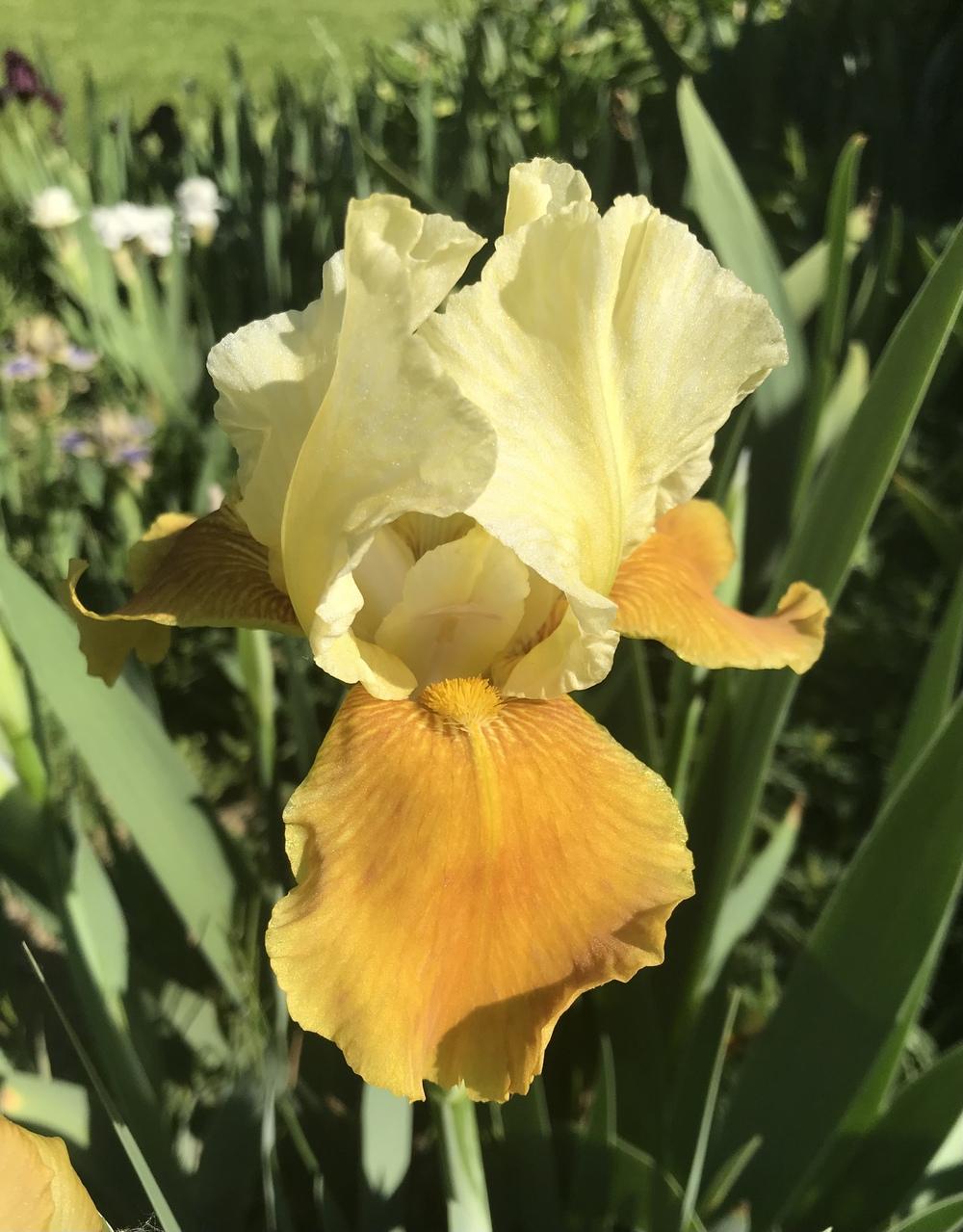 Photo of Intermediate Bearded Iris (Iris 'Honey Glazed') uploaded by Lbsmitty