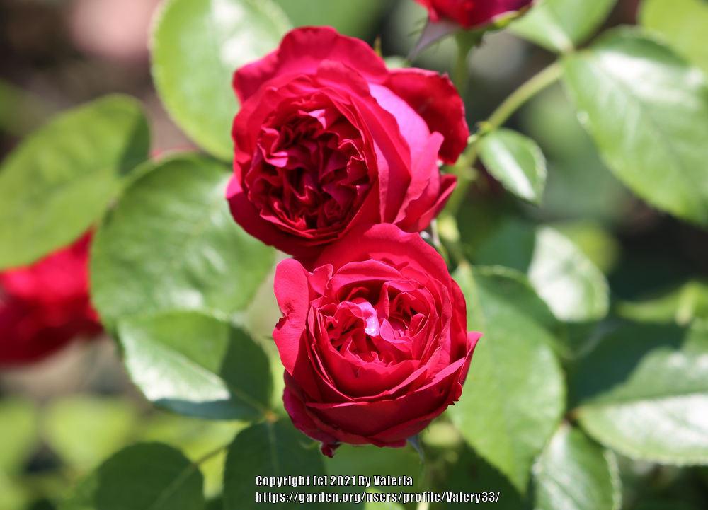 Photo of Rose (Rosa 'Red Eden') uploaded by Valery33