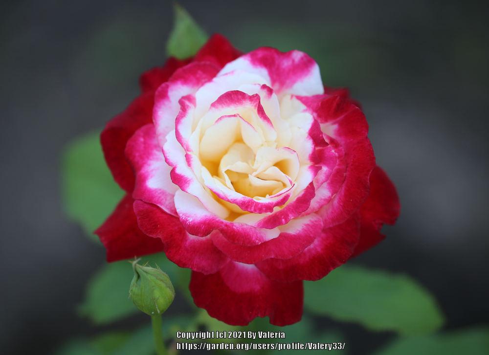 Photo of Hybrid Tea Rose (Rosa 'Double Delight') uploaded by Valery33