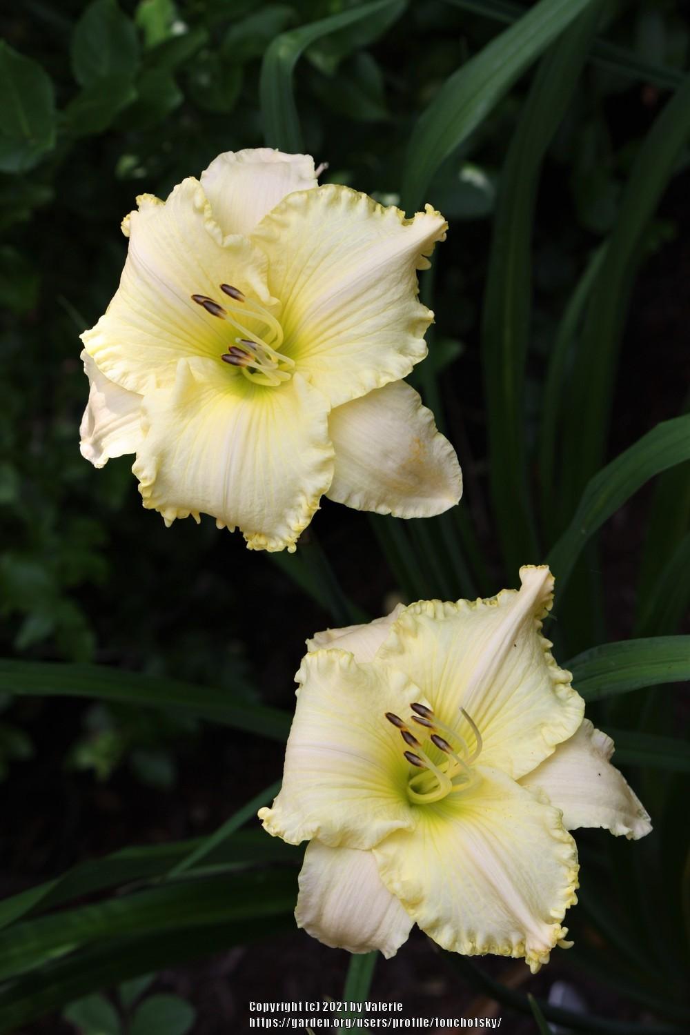 Photo of Daylily (Hemerocallis 'See Me-Feel Me-Touch Me') uploaded by touchofsky