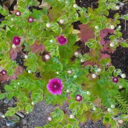 Location: Nora's Garden - Castlegar, B.C.
Date: 2012-10-08
- Starts blooming in October.