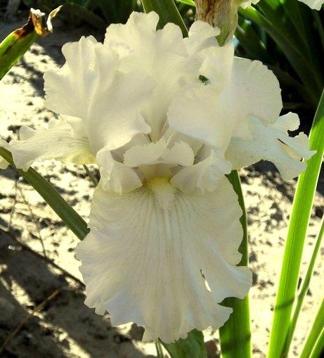 Photo of Tall Bearded Iris (Iris 'Sierra Mist') uploaded by Joy