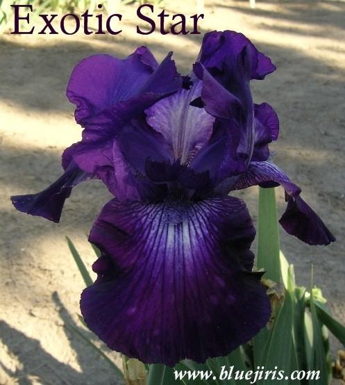 Photo of Tall Bearded Iris (Iris 'Exotic Star') uploaded by Joy