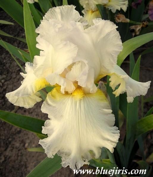 Photo of Tall Bearded Iris (Iris 'Hawaiian Moonlight') uploaded by Joy