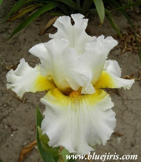 Photo of Tall Bearded Iris (Iris 'Don't Miss This') uploaded by Joy