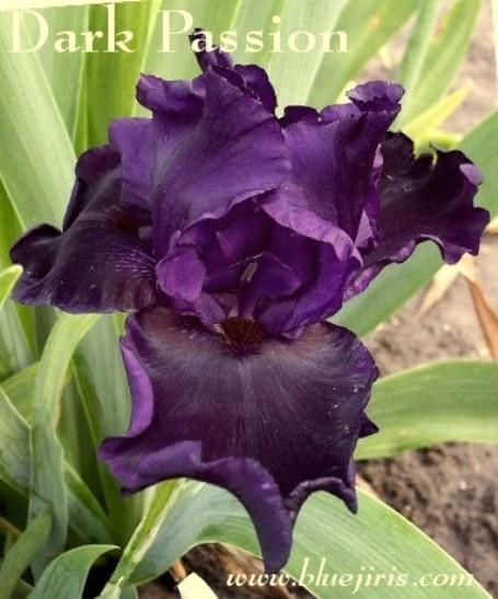 Photo of Tall Bearded Iris (Iris 'Dark Passion') uploaded by Joy