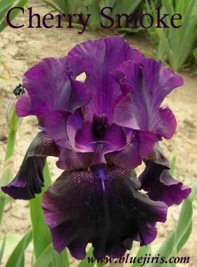 Photo of Tall Bearded Iris (Iris 'Cherry Smoke') uploaded by Joy