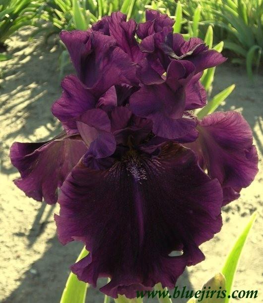Photo of Tall Bearded Iris (Iris 'Dream Express') uploaded by Joy