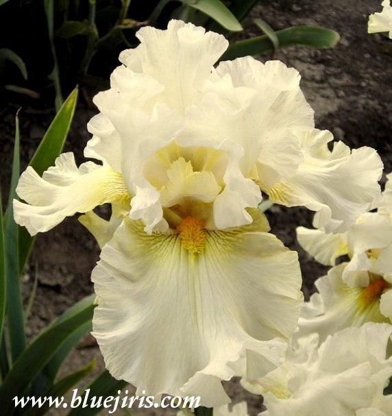 Photo of Tall Bearded Iris (Iris 'Pickledilly') uploaded by Joy