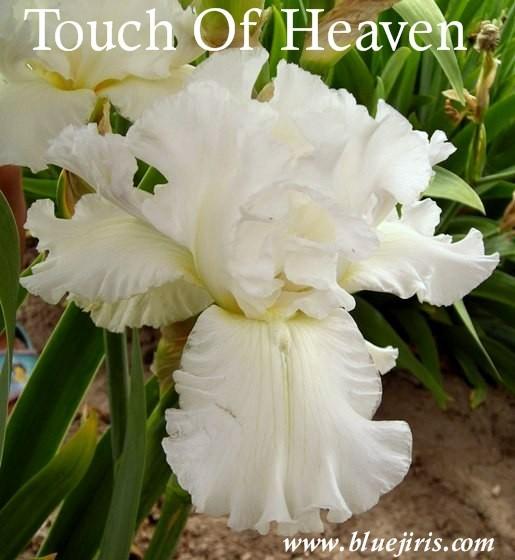 Photo of Tall Bearded Iris (Iris 'Touch of Heaven') uploaded by Joy