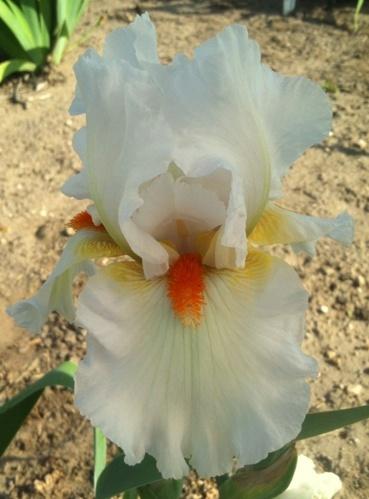 Photo of Tall Bearded Iris (Iris 'White Hot') uploaded by Joy
