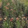 Helichrysum bracteatum'Monstrosum Mix'  flowered from seed in the