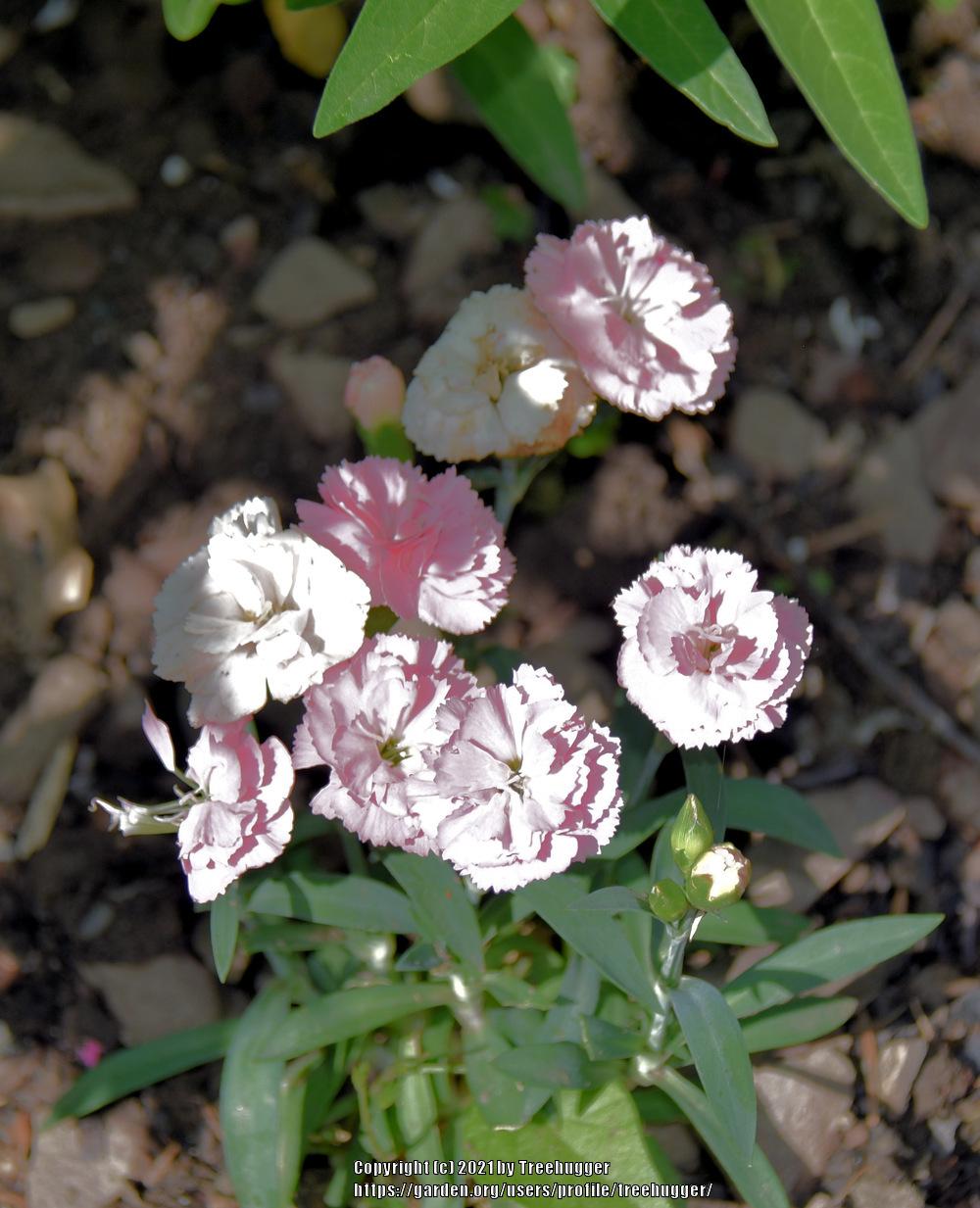 Photo of Dianthus Constant Cadence® Peach Milk uploaded by treehugger