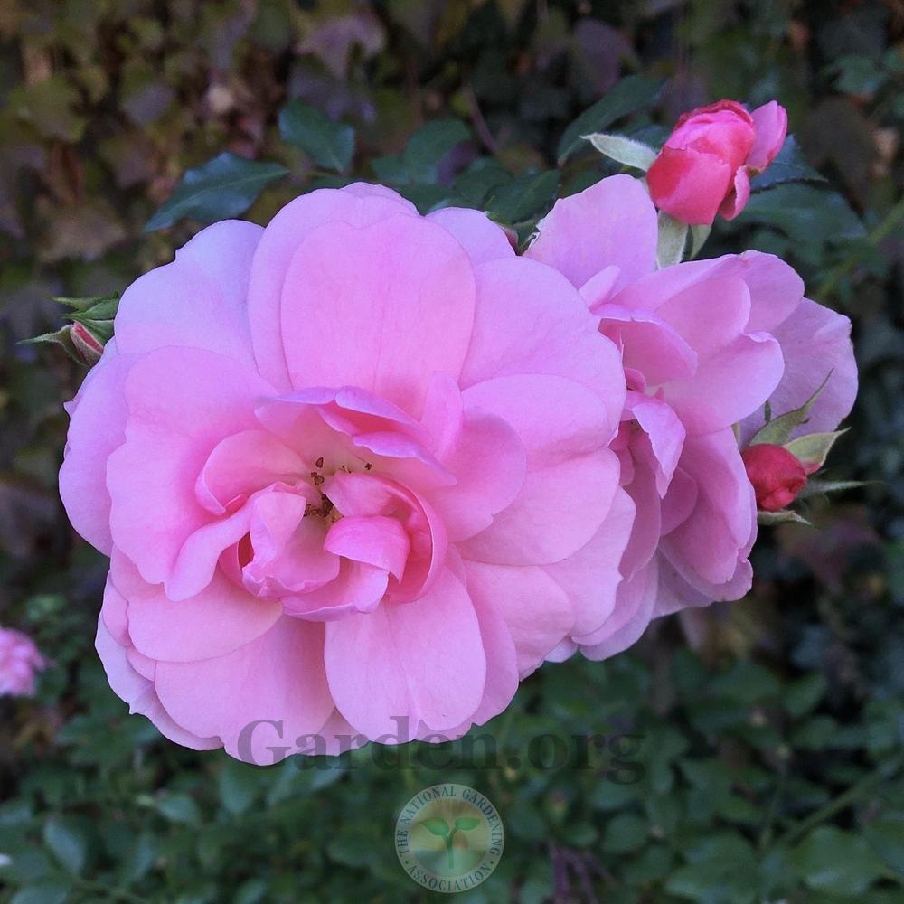 Photo of Shrub Rose (Rosa 'Bonica') uploaded by BlueOddish