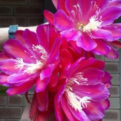 Location: home nursery
Date: 2021  6  11
A triple of XL blooms on this beauty hybridized by me and with my