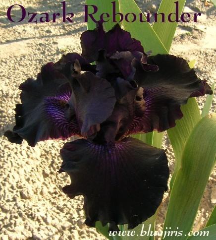 Photo of Tall Bearded Iris (Iris 'Ozark Rebounder') uploaded by Joy