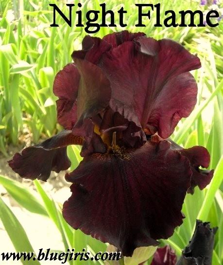 Photo of Tall Bearded Iris (Iris 'Night Flame') uploaded by Joy