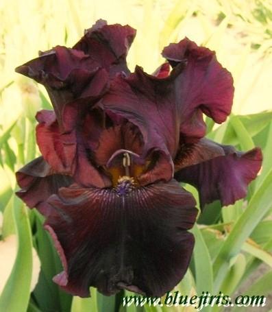 Photo of Tall Bearded Iris (Iris 'Mallory Kay') uploaded by Joy