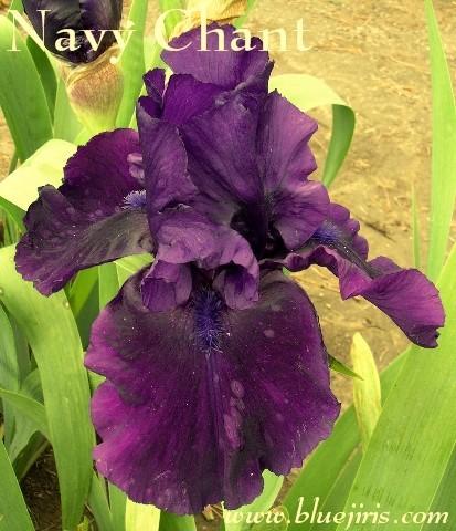 Photo of Tall Bearded Iris (Iris 'Navy Chant') uploaded by Joy