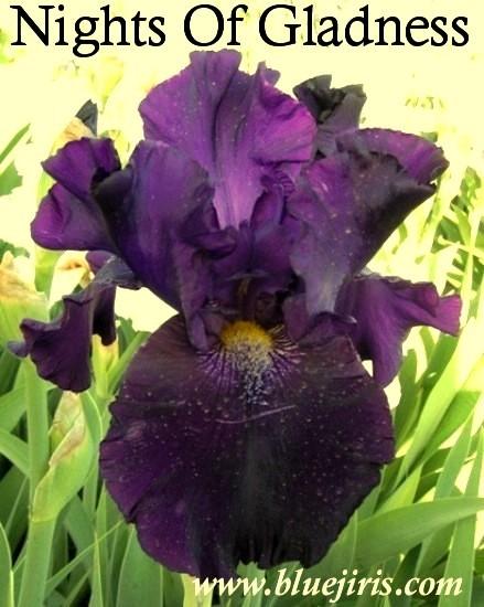 Photo of Tall Bearded Iris (Iris 'Nights of Gladness') uploaded by Joy