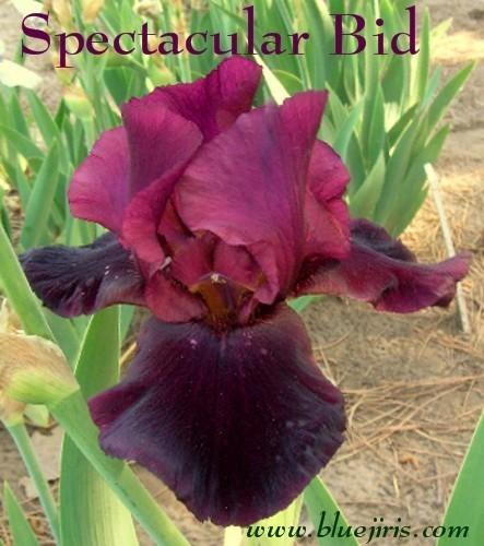 Photo of Tall Bearded Iris (Iris 'Spectacular Bid') uploaded by Joy