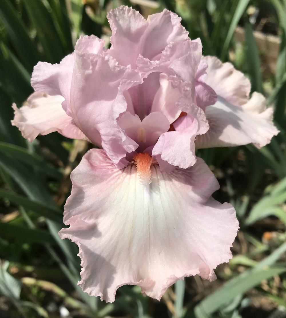 Photo of Tall Bearded Iris (Iris 'Lovely Kay') uploaded by Lbsmitty
