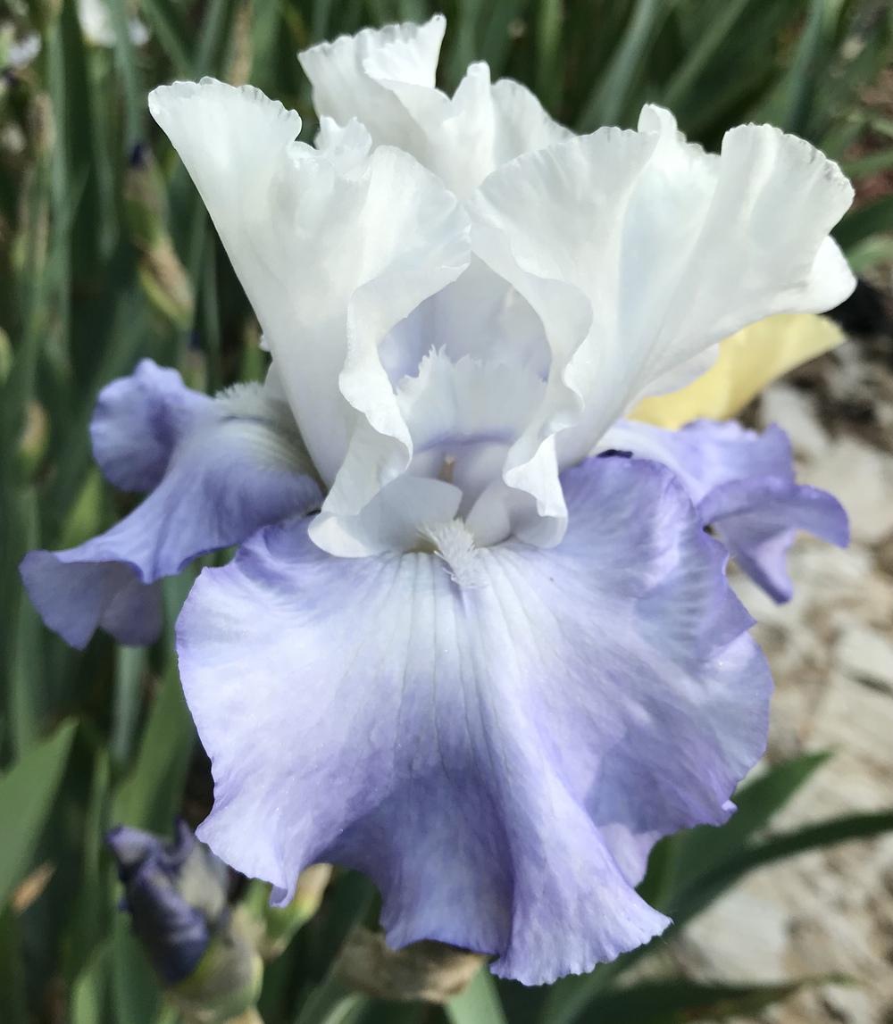 Photo of Tall Bearded Iris (Iris 'Skylark's Song') uploaded by Lbsmitty