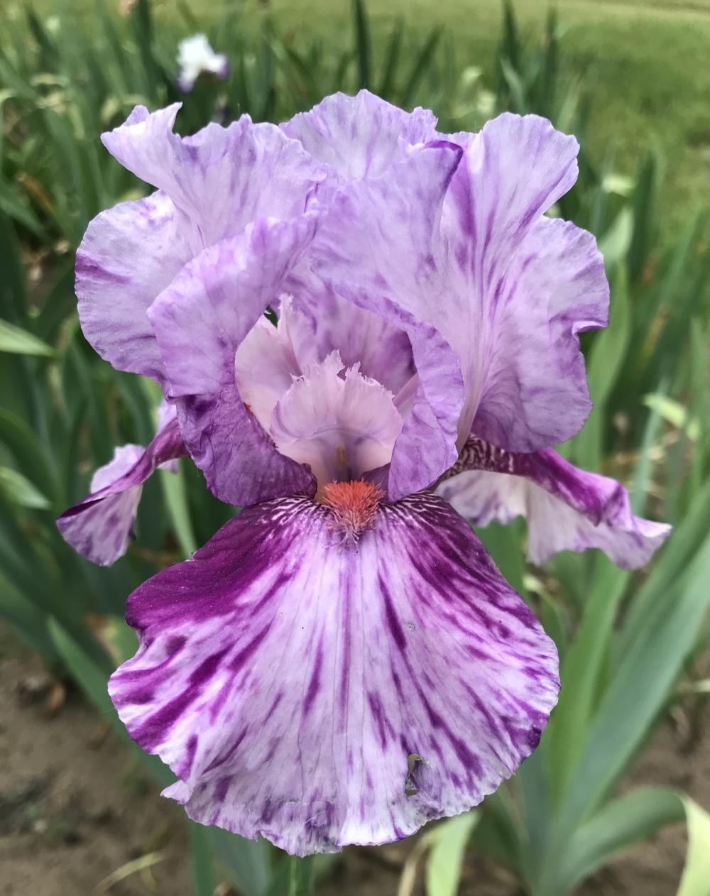 Photo of Tall Bearded Iris (Iris 'Mean Streak') uploaded by Lbsmitty