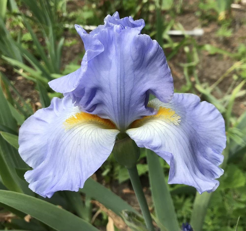Photo of Tall Bearded Iris (Iris 'Sky and Sun') uploaded by Lbsmitty