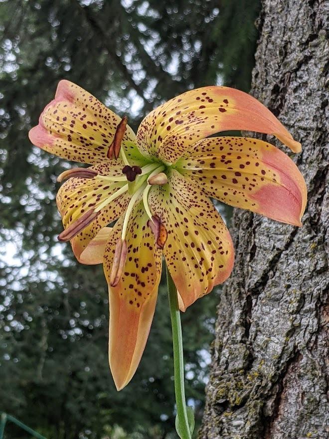 Photo of Lily (Lilium 'Fusion') uploaded by Joy