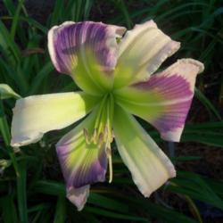Location: My garden in northeast Texas
Date: 2021-06-16
A favorite photo of a wonderful daylily flower
