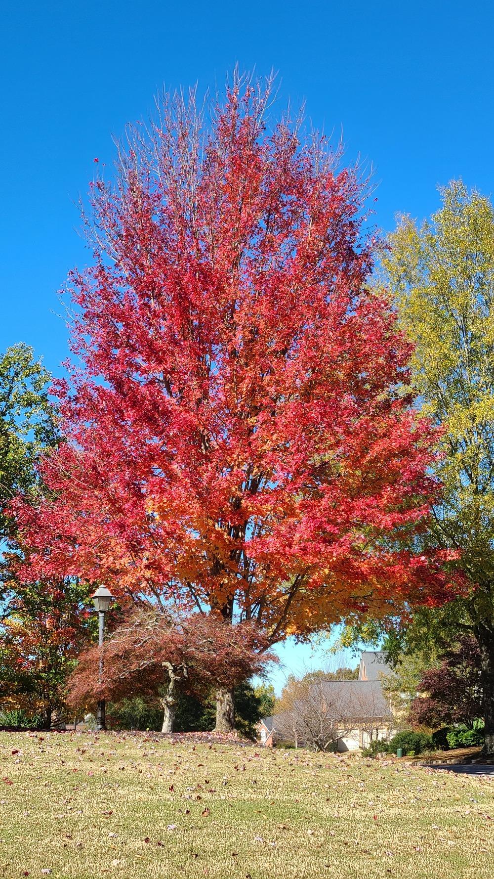 Photo of Freeman's Maple (Acer x freemanii Autumn Blaze®) uploaded by LoriMT